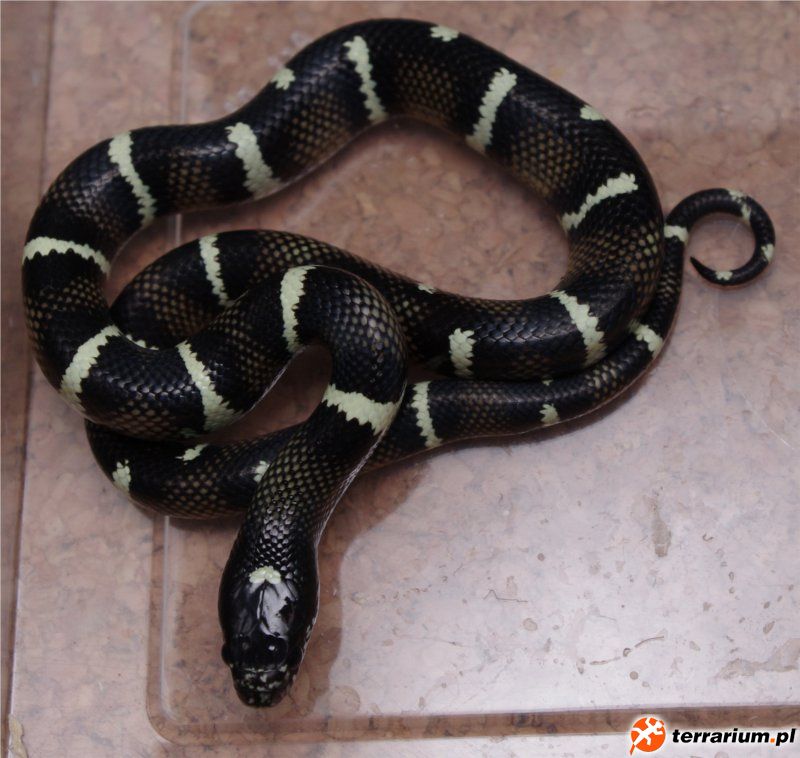sinacal 66 % poss. het. amel