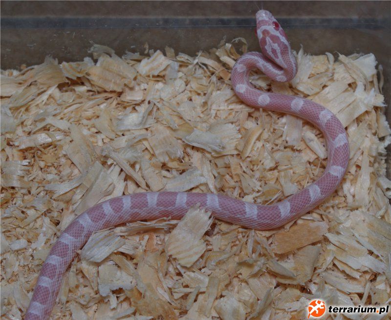 hypo snow het. motley
