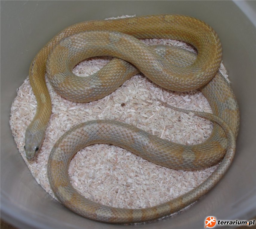 caramel motley het. amel