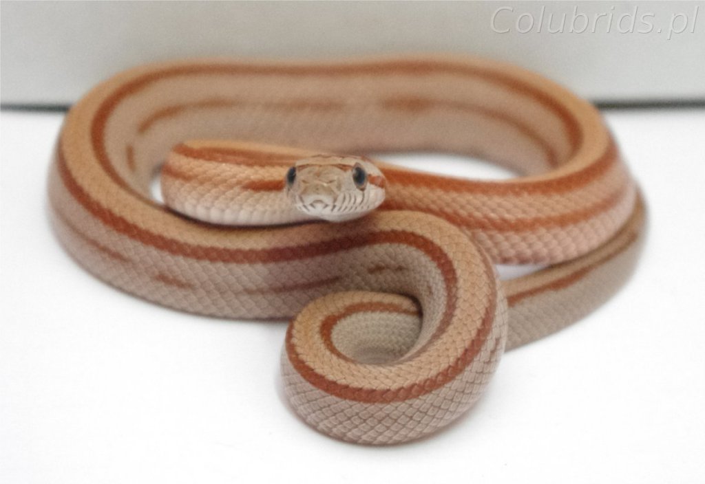 rootbeer striped 66% poss. het. amel