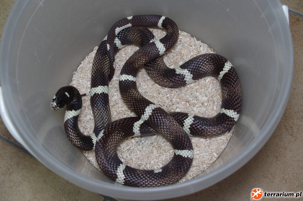 samiec sinacal het. albino