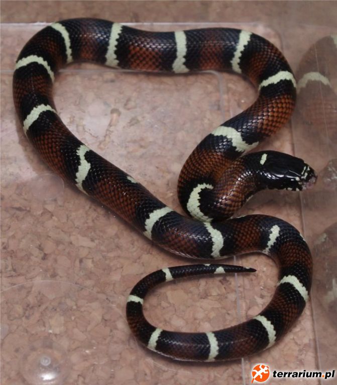 sinacal poss. het. amel