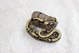 IMG 1840 (Copy) IMG 1840 (Copy)