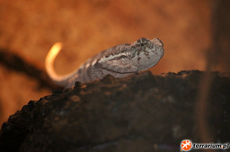 lulek