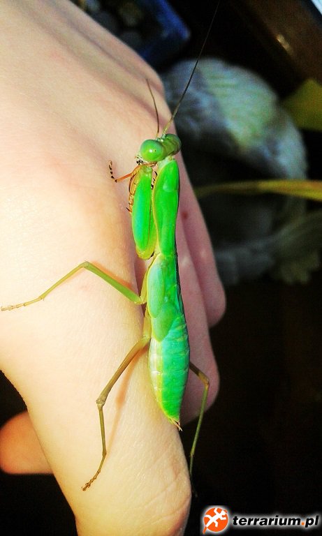 P. laticollis - samiec