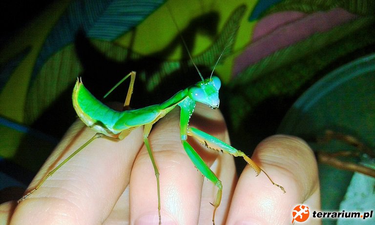 Prohierodula laticollis (samiec subimago) ;D