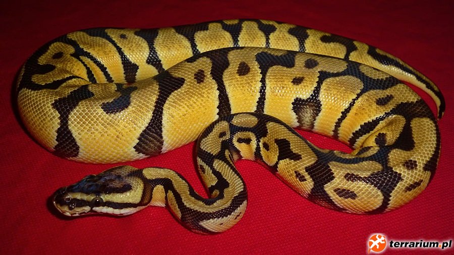 enchi pastel