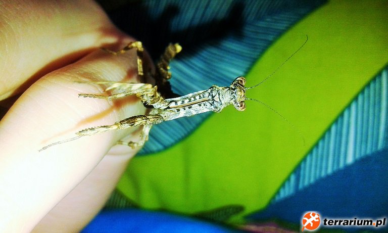 samica modliszki z gatunku Popa spurca (L7/8) ;D