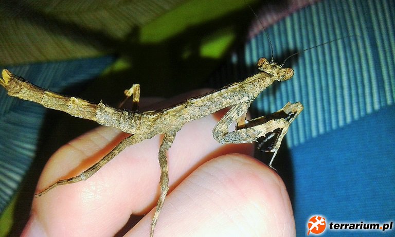 P. spurca crassa - samica ;D