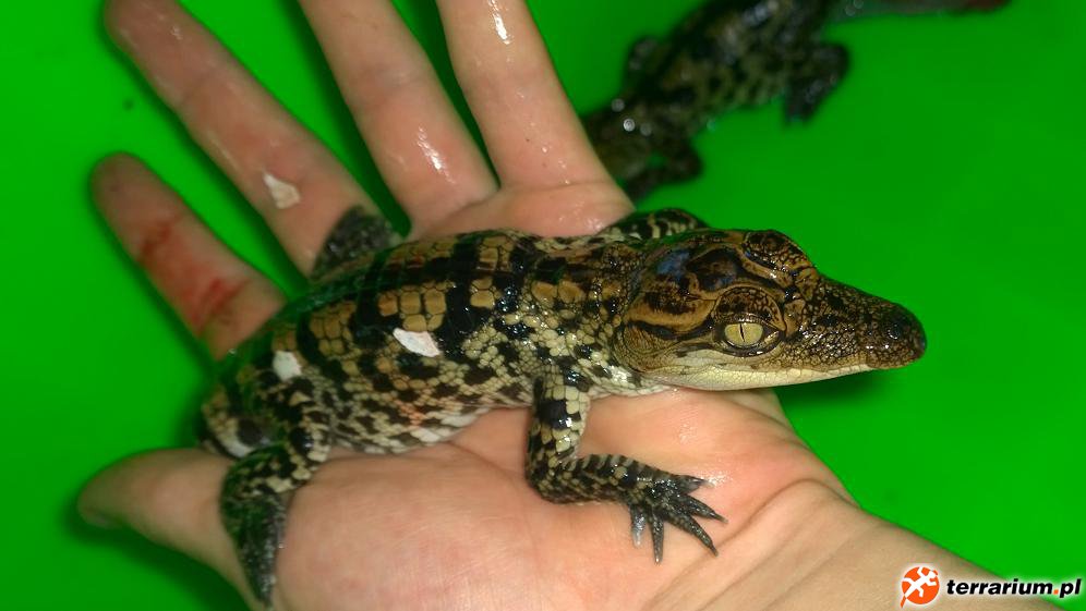 croc