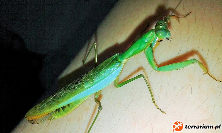 Prohierodula laticollis - samiec imago ;D