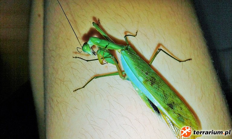 Prohierodula laticollis - samiec imago ;D
