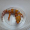 Tangerine Tremper Albino het Eclipse