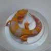 Tangerine Hypo Tremper Albino het Eclipse