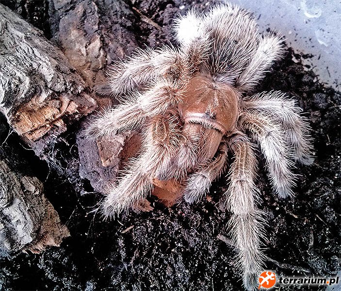 Grammostola sp. North