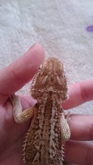 DSC 0115 Kopia DSC 0115 Kopia