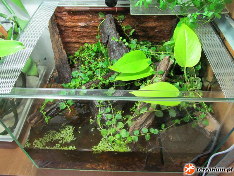 Terrarium 2