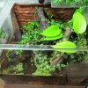 Terrarium 2