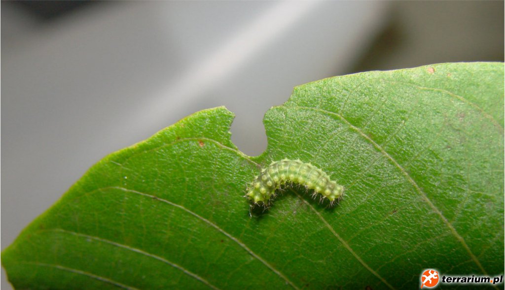 Actias luna L1