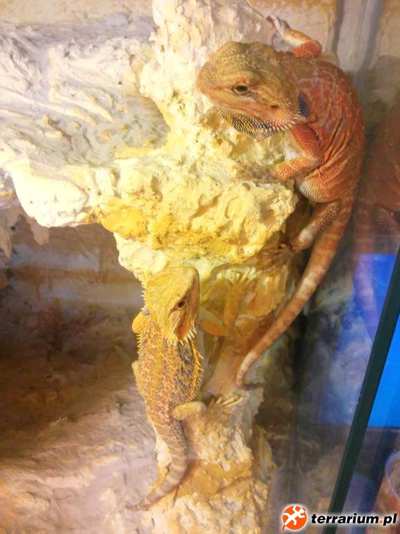 Zołza- Hypo orange/red latherback hed trans- 2014r i Mała Mi- Hypo citrus tiger- 2014r.