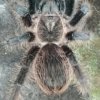 Brachypelma