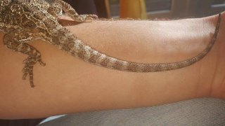 ogon zdjecie ogon zdjecie