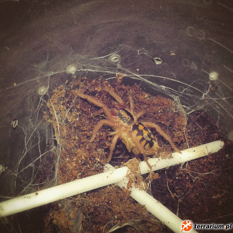 Feeding
