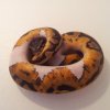 Piebald2 (Kopiowanie).jpg