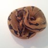 20121109 141456 (Kopiowanie)