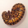 20121109 141746 (Kopiowanie)