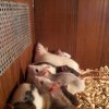 5 (Kopiowanie)