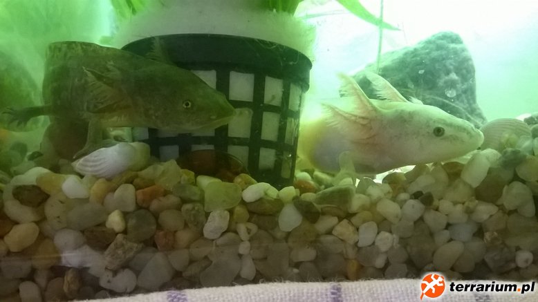 Freja i Aron