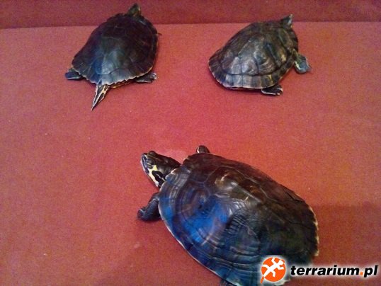IMG 20150101 154231