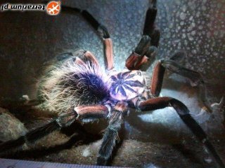 Xeneshis immanis Xeneshis immanis