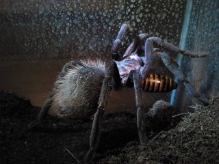 Xenesthis immanis Xenesthis immanis