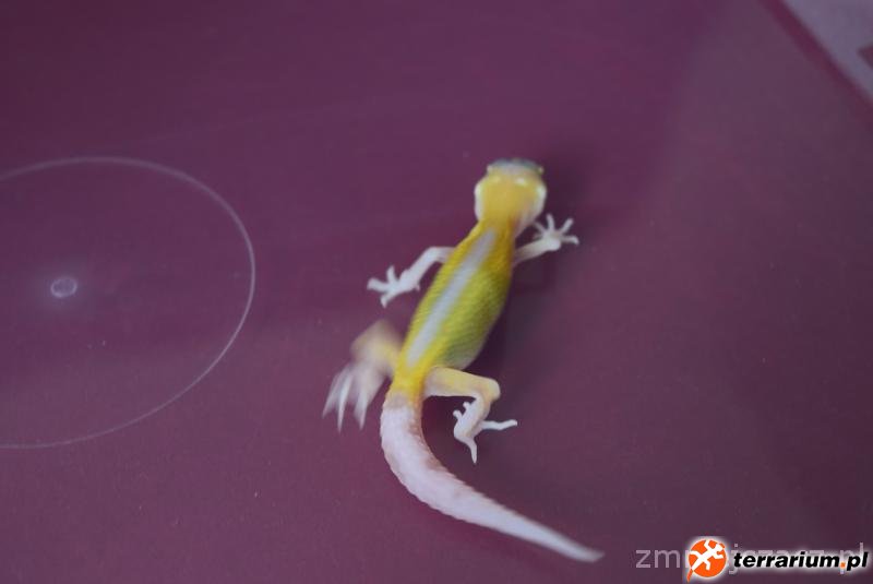 DSC0809