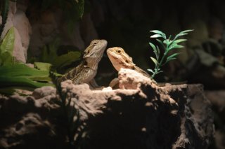 Wciąż młode ;) Wciąż młode ;)