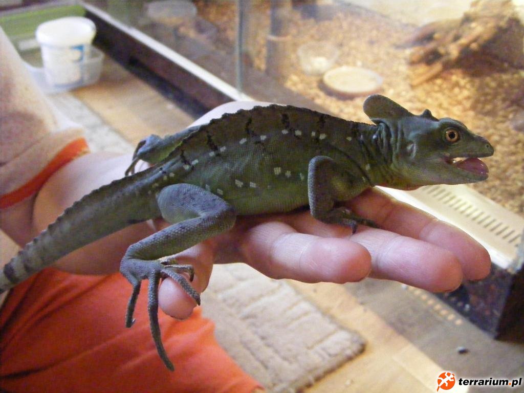 Bazyliszek płatkogłowy