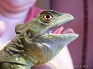 Bazyliszek płatkogłowy Bazyliszek płatkogłowy