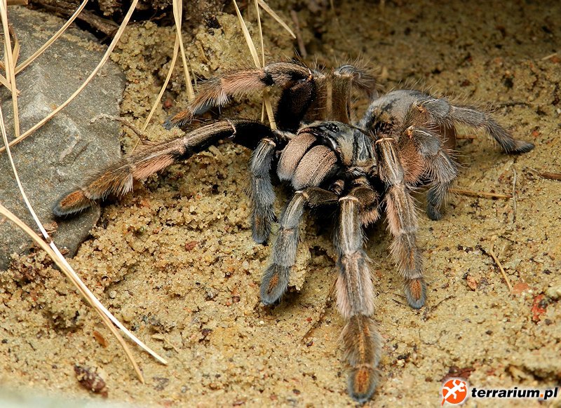 Augacephalus ezendami
