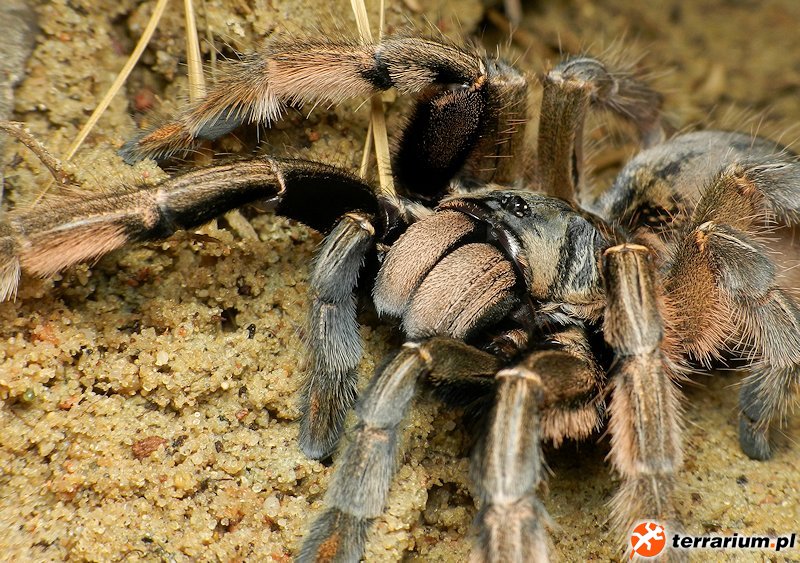 Augacephalus ezendami