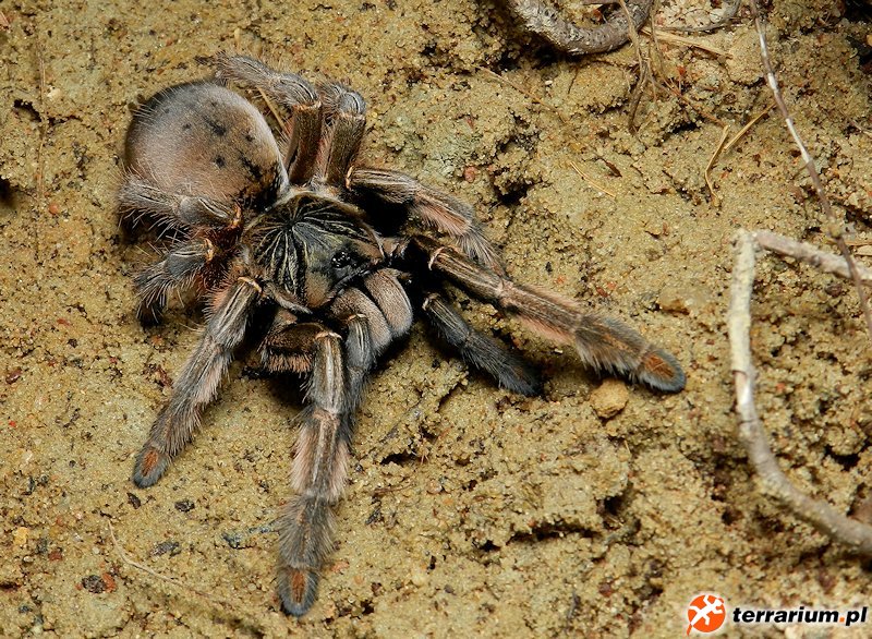 Augacephalus ezendami