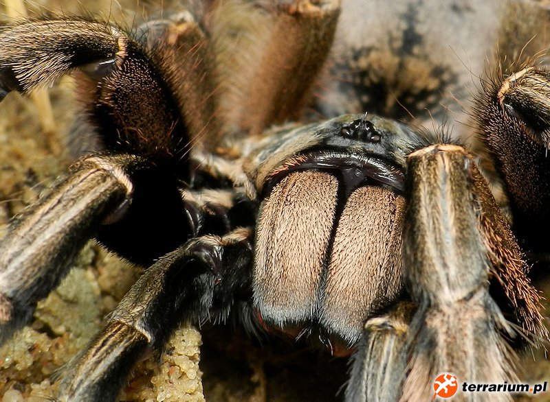 Augacephalus ezendami