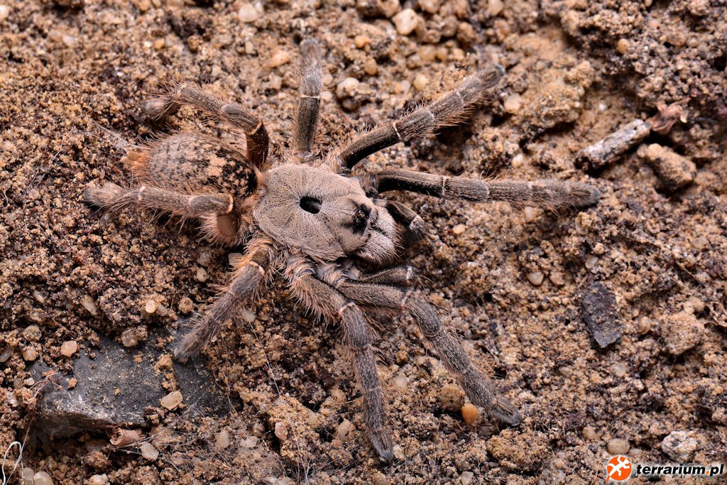 Ceratogyrus sanderi