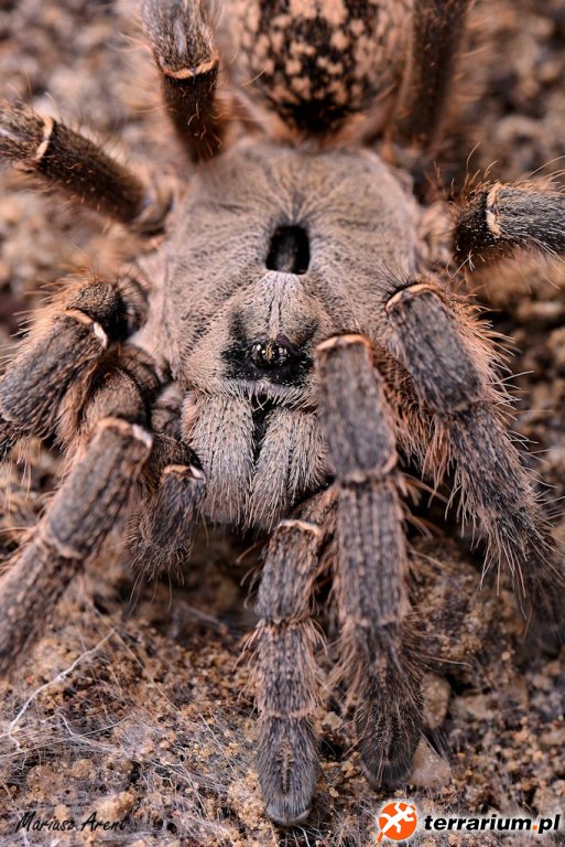 Ceratogyrus sanderi