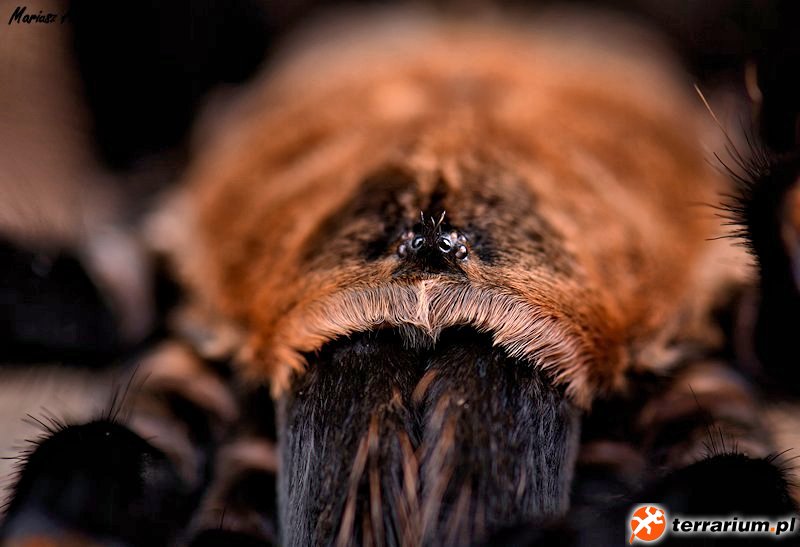 Brachypelma boehmei