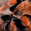 Brachypelma boehmei