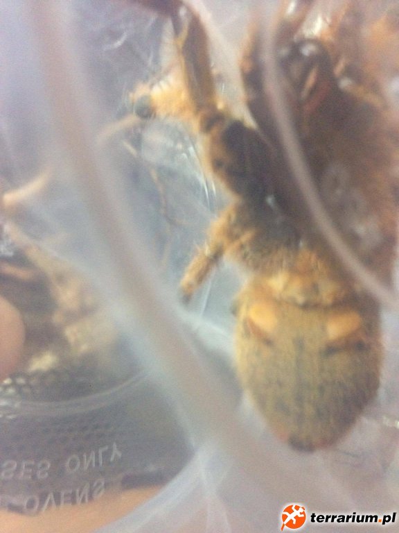 murinus 2