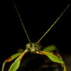 Liściec jesienny (phyllium phillipinicum) samiec