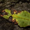 Liściec olbrzymi (Phyllium giganteum)- samica (partenogeneza)